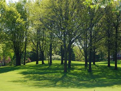 City of Darien Tree Inventory and Management Plan Grant